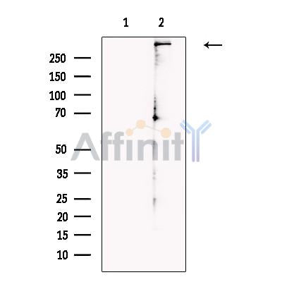 MYCBP2 Antibody -DF13658