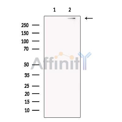 UBR4 Antibody -DF13659