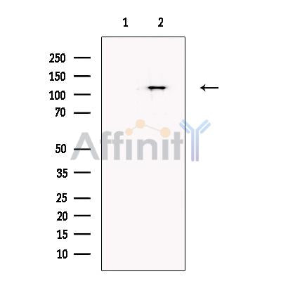 MAML2 Antibody -DF13662