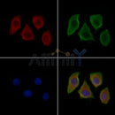 Sialoadhesin Antibody -DF13669