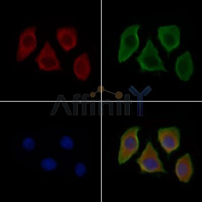 Sialoadhesin Antibody -DF13669