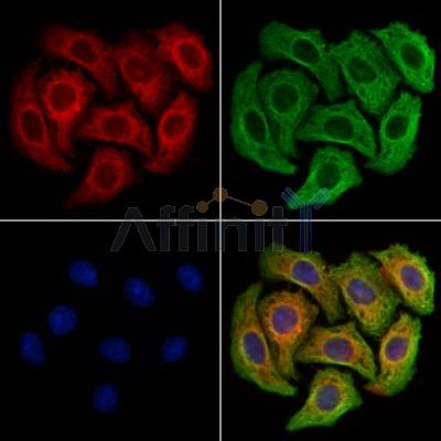 CD64 Antibody -DF13670