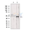 DLST Antibody -DF13671