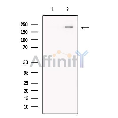 NLRC5 Antibody -DF13672