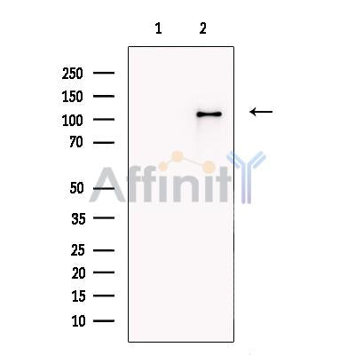 CARD12 Antibody -DF13673