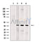 SUCLG1 Antibody -DF13677