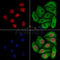 Importin 7 Antibody -DF13679