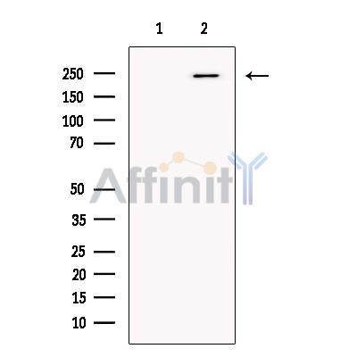 Mupp1 Antibody -DF13680