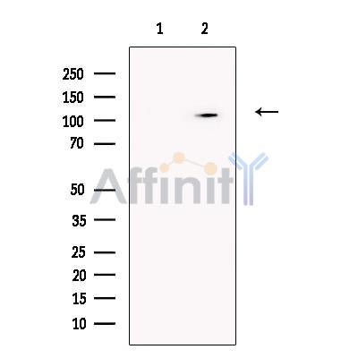 Chordin Antibody -DF13681