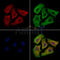 UNC5B Antibody -DF13685