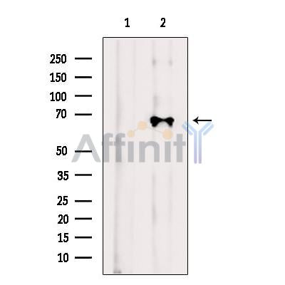 TBKBP1 Antibody -DF13686