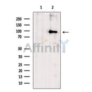 Zfp281 Antibody -DF13689