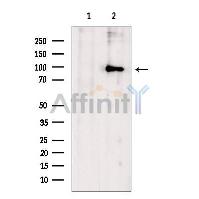 Zfp281 Antibody -DF13689