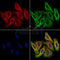 TCP1 beta Antibody -DF13690