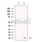 C7orf59 Antibody -DF13696