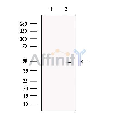 CCDC34 Antibody -DF13697