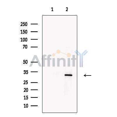 EB3 Antibody -DF13698