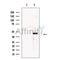 Snx6 Antibody -DF13700