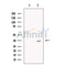 HOXA4 Antibody -DF13701