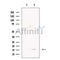 TCTEX1D2 Antibody -DF13706
