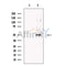 SPRED2 Antibody -DF13707