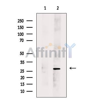 DERL2 Antibody -DF13711