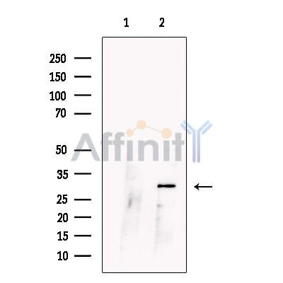 CCDC28A Antibody -DF13712