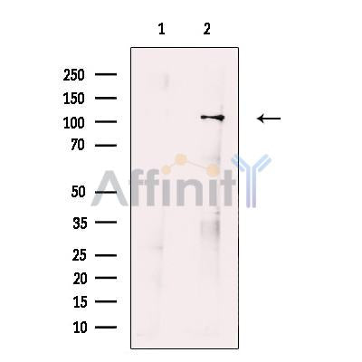 ORP1 Antibody -DF13714