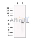 tenomodulin Antibody -DF13715