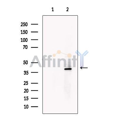 tenomodulin Antibody -DF13715