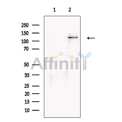 FHOD1 Antibody -DF13716
