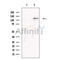 FHOD1 Antibody -DF13716