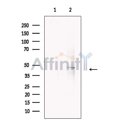 COPS4 Antibody -DF13717