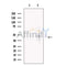 COPS4 Antibody -DF13717
