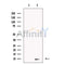 NOP10 Antibody -DF13720