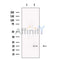 UXT Antibody -DF13721
