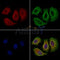 Collagen VI alpha 3 Antibody -DF13722