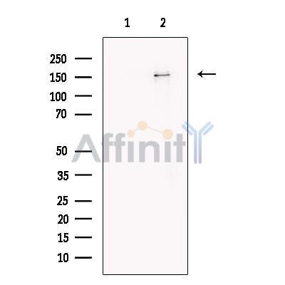 TEX14 Antibody -DF13723