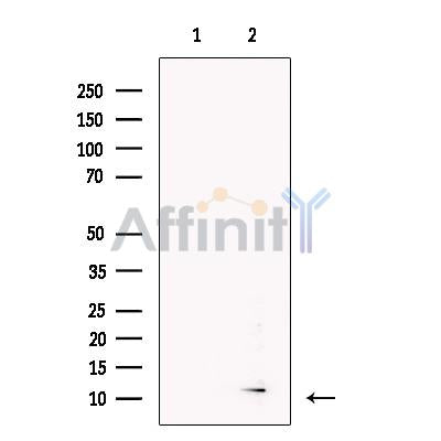 BAGE2/3 Antibody -DF13724