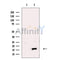 CST2 Antibody -DF13725