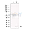 GCHFR Antibody -DF13726