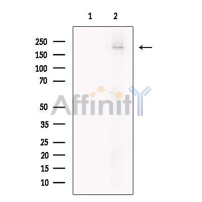 Intersectin 1 Antibody -DF13727