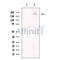 Intersectin 1 Antibody -DF13727