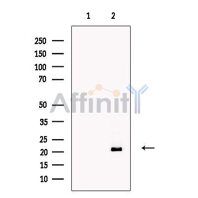 AMELX Antibody -DF13729