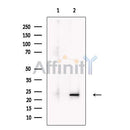LIF Antibody -DF13730