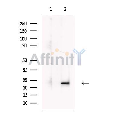 LIF Antibody -DF13730
