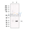 LIF Antibody -DF13730