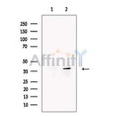 SCAMP2 Antibody -DF13731