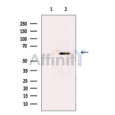 FLIP Antibody -DF13733