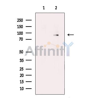 TAP1 Antibody -DF13735